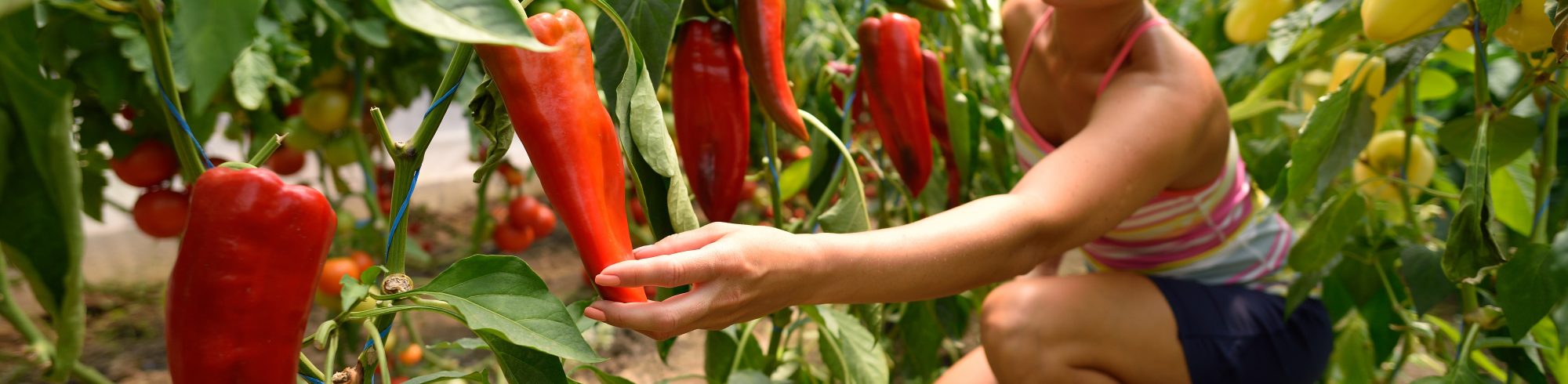 girl picking peppers in a garden