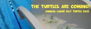 turtle race is coming